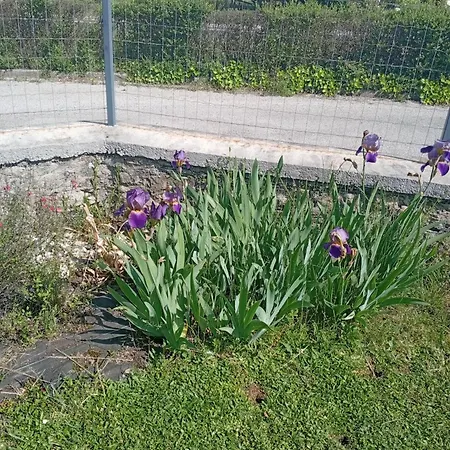La Clematite D'olt