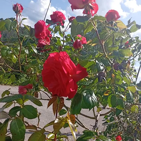 La Clematite D'olt Apartament Saint-Côme-dʼOlt